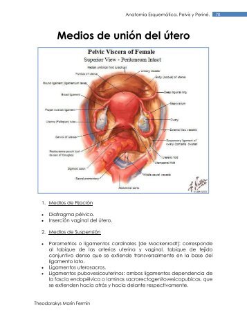 Medios de unión del útero