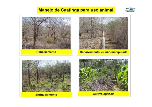 Pecuária extensiva - Clube de Engenharia de Pernambuco