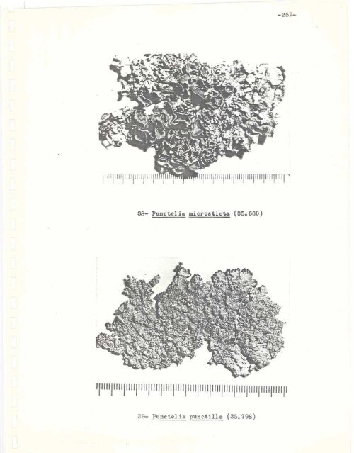 el documento - Biblioteca Digital FCEN-UBA - Universidad de ...