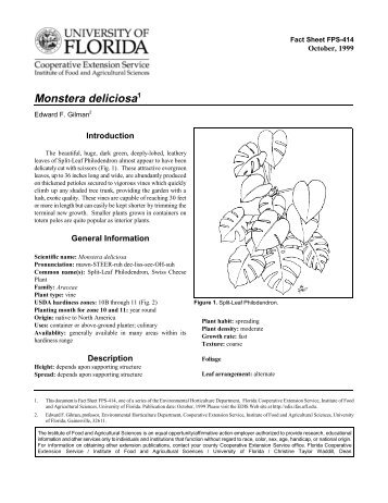 Monstera deliciosa - Environmental Horticulture - University of Florida