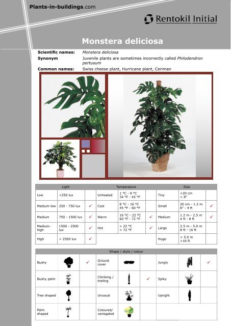 Monstera deliciosa - Plants In Buildings