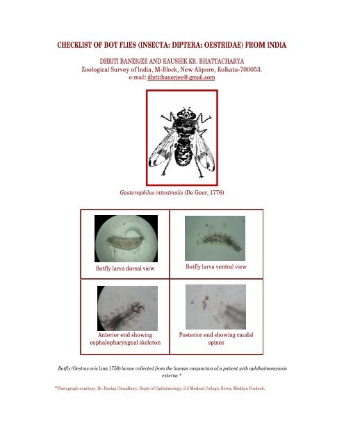checklist of bot flies (insecta: diptera: oestridae) - Zoological Survey ...