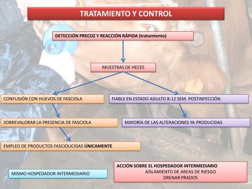 la paramfistomosis bovina¿enfermedad emergente en ... - Feagas