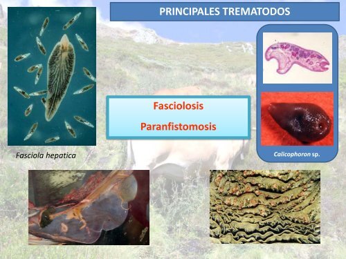 la paramfistomosis bovina¿enfermedad emergente en ... - Feagas