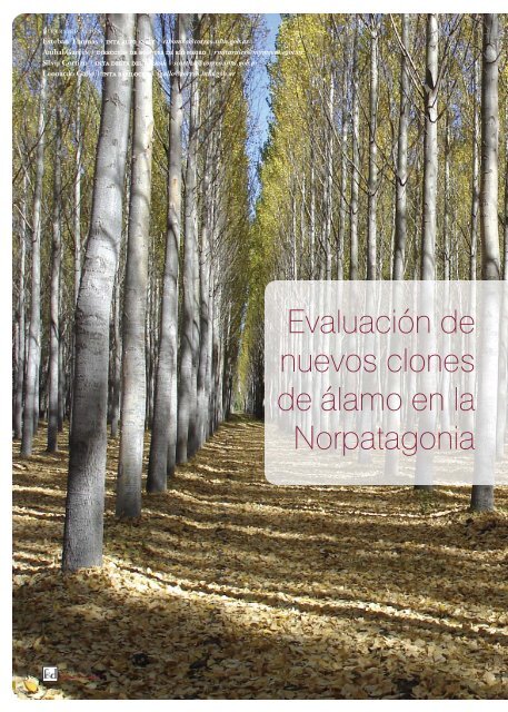 Evaluación de nuevos clones de álamo en la Norpatagonia - INTA