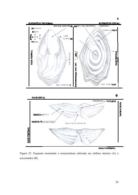 idade, crescimento e mortalidade do ariocó lutjanus synagris - Uesc