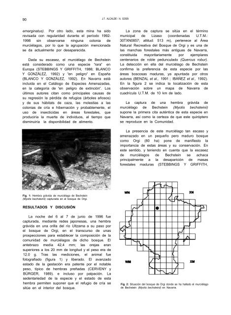 Myotis bechsteinii - Aranzadi