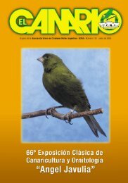 el canario 2005 - Aves Magacin