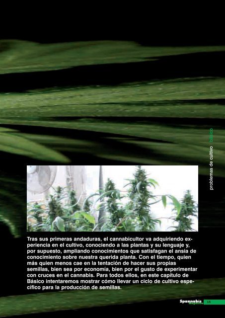 EL RINCÓN de - Cannabis Magazine