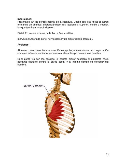 La articulación escapulohumeral en relación con la brazada de libre ...