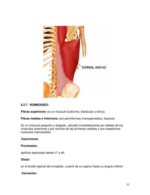 La articulación escapulohumeral en relación con la brazada de libre ...