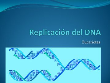 Replicación del DNA en Eucariotes