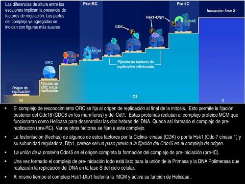 Replicación del DNA en Eucariotes