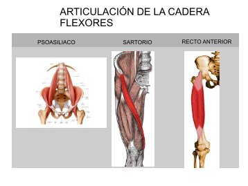 Tema 8. Musculos de la cadera