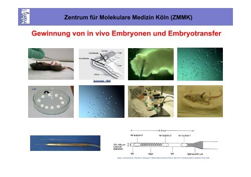 Zentrum für Molekulare Medizin Köln (ZMMK)