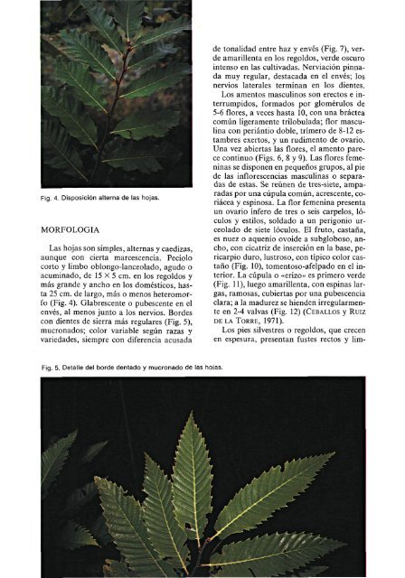 Castanea sativa Miller - Ministerio de Agricultura, Alimentación y ...