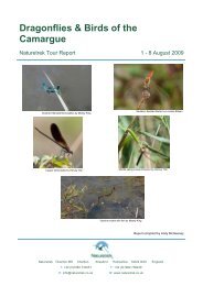 Dragonflies & Birds of the Camargue - Naturetrek
