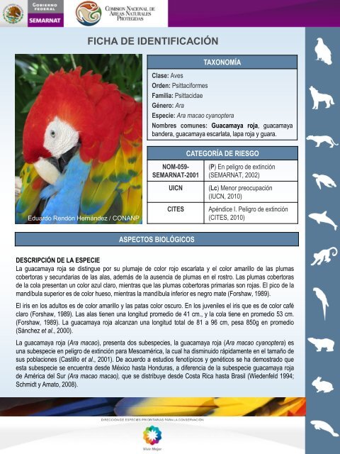 Guacamaya roja - Comisión Nacional de Áreas Naturales Protegidas