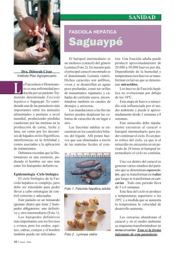 Saguaypé. Fasciola Hepática - Instituto Plan Agropecuario
