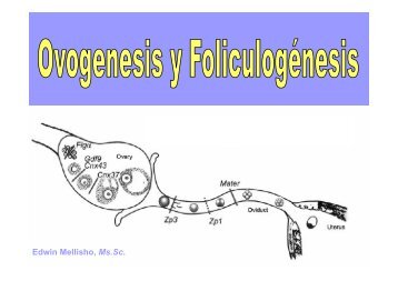 Ovogénesis y foliculogénesis