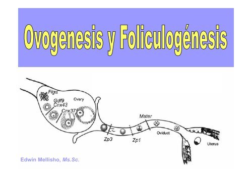 Ovogénesis y foliculogénesis