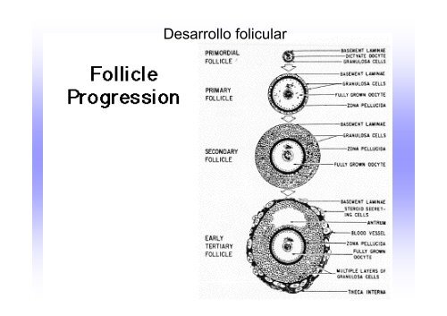 Ovogénesis y foliculogénesis