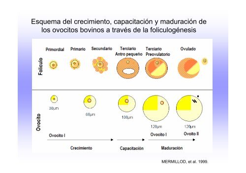 Ovogénesis y foliculogénesis