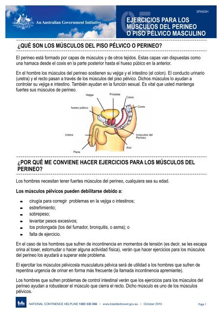 Donde esta el perineo masculino