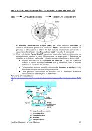 RELACIÓN RER ------------ APARATO DE GOLGI --------- vesicu