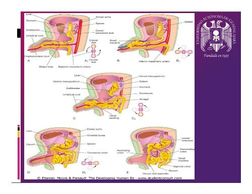 Desarrollo de intestino medio y malformaciones. - Universidad ...