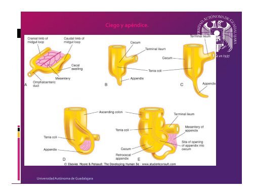 Desarrollo de intestino medio y malformaciones. - Universidad ...