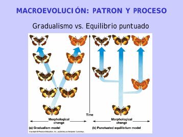 PATRON Y PROCESO Gradualismo vs. Equilibrio puntuado
