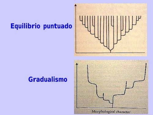 PATRON Y PROCESO Gradualismo vs. Equilibrio puntuado