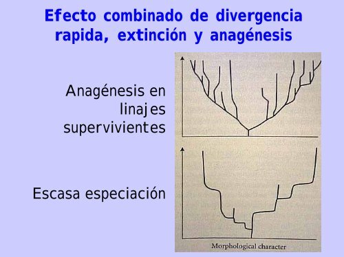 PATRON Y PROCESO Gradualismo vs. Equilibrio puntuado