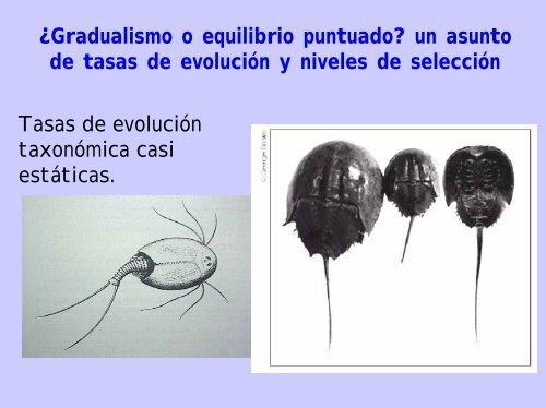 PATRON Y PROCESO Gradualismo vs. Equilibrio puntuado