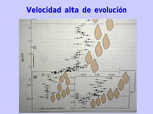 PATRON Y PROCESO Gradualismo vs. Equilibrio puntuado