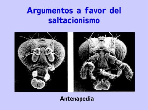 PATRON Y PROCESO Gradualismo vs. Equilibrio puntuado