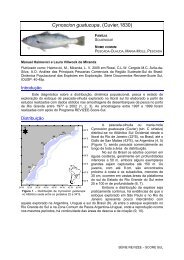 Cynoscion guatucupa, (Cuvier,1830) - Demersais.furg.br - Furg