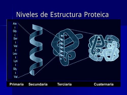 BIOPOLÍMEROS