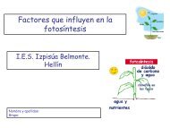 Factores que influyen en la fotosíntesis - IES Izpisúa Belmonte