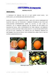 Plantación, nuevas variedades de limón y porta injertos - Concitver