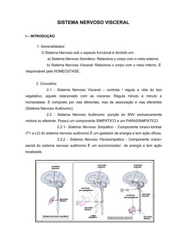 Sistema Nervoso Visceral - cefid