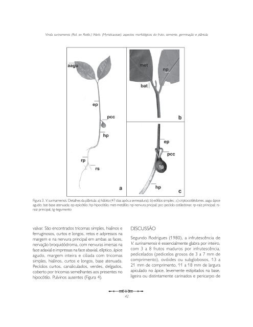 Virola surinamensis Virola surinamensis (Rol. ex Rottb.) Warb ...