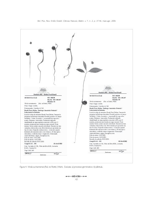 Virola surinamensis Virola surinamensis (Rol. ex Rottb.) Warb ...