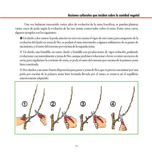 medidas culturales preventivas para el control sanitario en árboles y ...