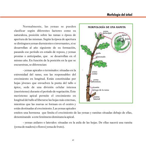 medidas culturales preventivas para el control sanitario en árboles y ...