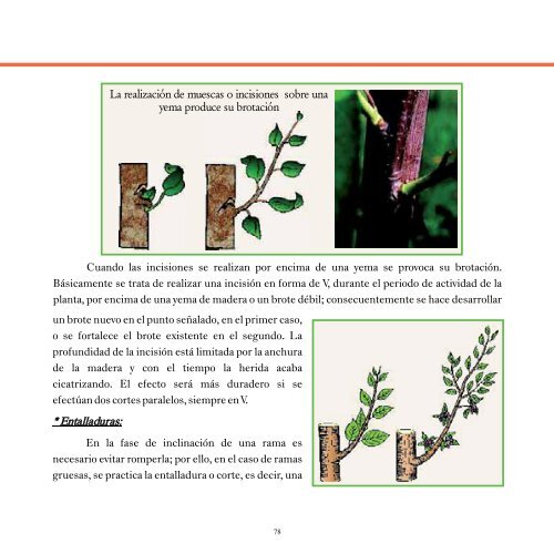 medidas culturales preventivas para el control sanitario en árboles y ...