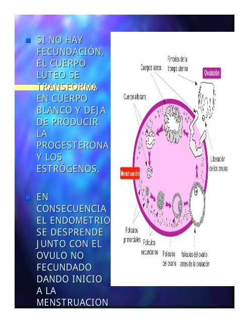 ENFRENTANDO MI CICLO