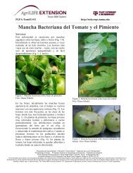 Mancha Bacteriana del Tomate y el Pimiento - Texas A&M AgriLife ...