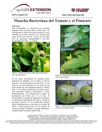 Mancha Bacteriana del Tomate y el Pimiento - Texas A&M AgriLife ...